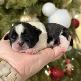 Pongo - Black and white male Shih Tzu puppy in Northridge, California from Our ShihTzu Family