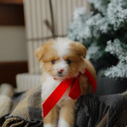 Honey Bear (Micro) - male Australian Mountain Doodle puppy in Dalton, Ohio from Haven Doodles