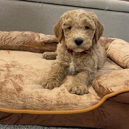 Blitzen - Apricot male Goldendoodle puppy in Sugarcreek, Ohio from True Hearted Doodles