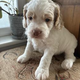 Frankie - Cream male Cockapoo puppy in Carlotta, California from Lost Coast Bernese Mountain Dogs