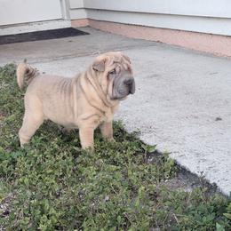 Fanny - Blue sable female Chinese Shar-Pei puppy in Lehigh Acres, Florida from Florida Wrinkles