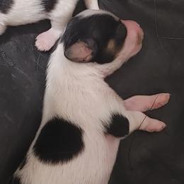 Girl 1 - White black and tan female Papillon puppy in Frostproof, Florida from Longwing Kennel