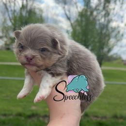 Dopey - Lavender male Pomeranian puppy in Perry County, Ohio from Speechless Pom’s