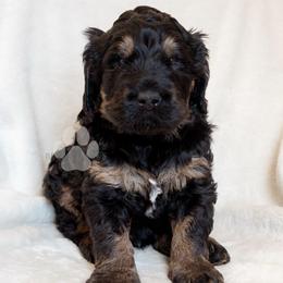 Harry Potter - Black and tan male Schnoodle puppy in Germantown, Tennessee from Bentley's Beloved Paws