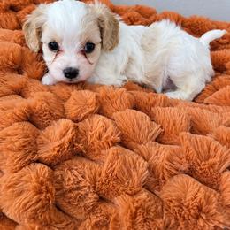 Light Blue - Oakley - male Cavapoochon puppy in Kountze, Texas from CaviCajun Kennels