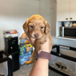 Girl 2 - Red female Dachshund puppy in Las Animas, Colorado from J&D Dachsies