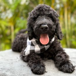 Lox - Black male Goldendoodle puppy in Palm Beach, Florida from Cuddly Doodles