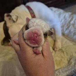 PINK - Red brindle and white female Bulldog puppy in Walhalla, South Carolina from Lowery's English Bulldogs