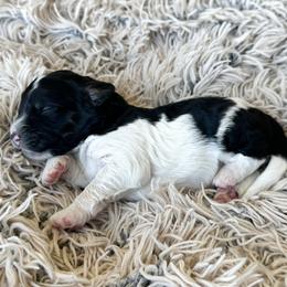 Moon - male Golden Mountain Doodle puppy in New River, Arizona from Sonoran Standard Doodles