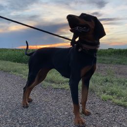 Pandora - Black and Tan Coonhound