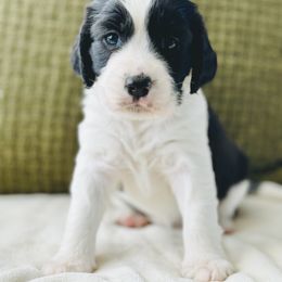 English Springer Spaniel Puppies from The Spaniel Garden