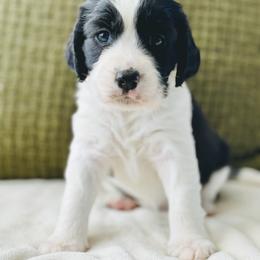 English Springer Spaniel Puppies from The Spaniel Garden
