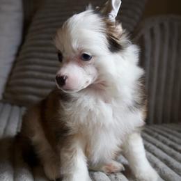 Chinese Crested Puppies from Alvarez Chinese Crested