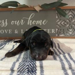 Lime Green - Black and rust male Doberman Pinscher puppy in Fort Worth, Texas from Arkwatch Dobermans