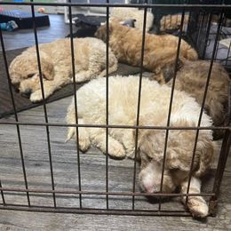 Sheepadoodle Puppies from Smokey Mountain Sheepadoodles
