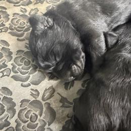 Boy 2 - Black male Giant Schnauzer puppy in Bois D’arc, Missouri from Down Low Kennels