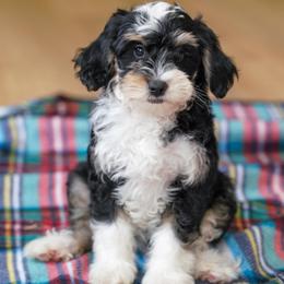 Willow (socialization program student) - Tri-color female Bernedoodle puppy in Dundee, Ohio from Down Home Doodle