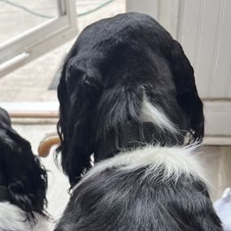 English Springer Spaniels from Llewellyn Farms English Springer Spaniels