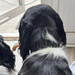 English Springer Spaniels from Llewellyn Farms English Springer Spaniels