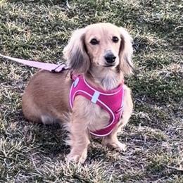 Koko - Dachshund