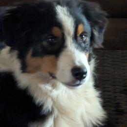 Boy 3 - Black tri-color male Australian Shepherd puppy in Springfield, Oregon from Lydon Australian Shepherds