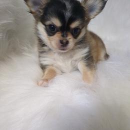 Thor the 5th - Black and white male Chihuahua puppy in Palm Coast, Florida from Pampered Chihuahuas