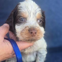 Dark Blue Collar Male - Tri-Roan male English Springer Spaniel puppy in Henagar, Alabama from Windy Oak Kennels
