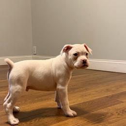 Boy 2 - White male Boxer puppy in Prestonsburg, Kentucky from Bre’s Boxers