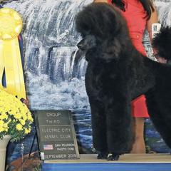 Poodles from Reflexxion Poodles
