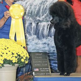 Poodles from Reflexxion Poodles