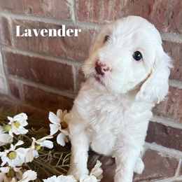 Goldendoodle Puppies from Halo Doodles