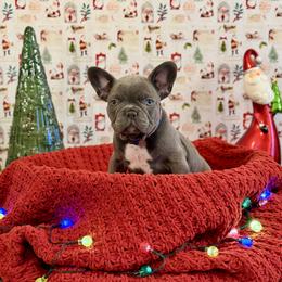 Boy 2 - Blue male French Bulldog puppy in Shields, Michigan from Michigan Frenchies