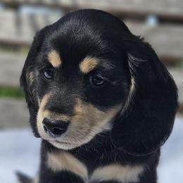 Thomas - Black and cream male Dachshund puppy in Ben Wheeler, Texas from Anytime Dachshunds by D.B.