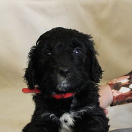 Aussiedoodle Puppies from NC Aussiedoodles