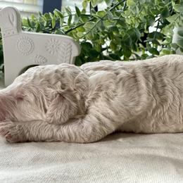 Poodle Puppies from Home of Doodles