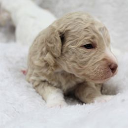 Bernedoodle and Goldendoodle Puppies from Paramount Family Doodles