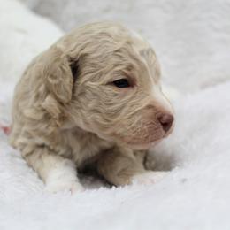 Bernedoodle and Goldendoodle Puppies from Paramount Family Doodles