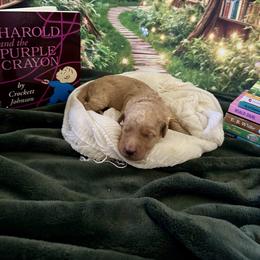 Harold - Apricot male Goldendoodle puppy in Rocklin, California from FurEver Yours Goldendoodles