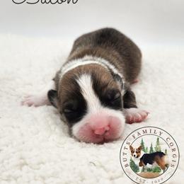 Bacon - Red male Pembroke Welsh Corgi puppy in Cameron, North Carolina from Butts Family Corgis