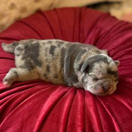 Companion Cross puppies from Angie's Little Bostons And Frenchies