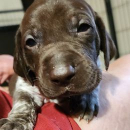 German Shorthaired Pointer Puppies from Hearts on Fire,  Versatile German Sharthair Pointers