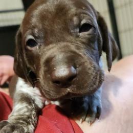 German Shorthaired Pointer Puppies from Hearts on Fire,  Versatile German Sharthair Pointers