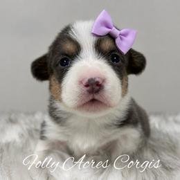 Breezy - Gray and white female American Corgi puppy in White Hall, Maryland from Folly Acres Corgis