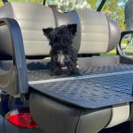 Tiny Bella - Black and tan female Yorkshire Terrier puppy in Bonita Springs, Florida from 🤎 Dreaming Puppies 🐶