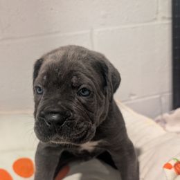 Yellow collar - Gray male Cane Corso puppy in Va Beach, Virginia from Guardian Corso's