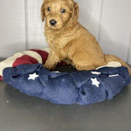 Bernedoodle, Bernese Mountain Dog, and Goldendoodle Puppies from Red Door Canines