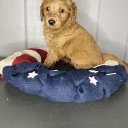 Bernedoodle, Bernese Mountain Dog, and Goldendoodle Puppies from Red Door Canines