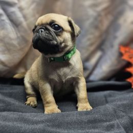 Green - Fawn male Pug puppy in Kodak, Tennessee from My Princess Pugs