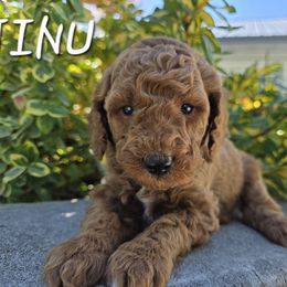 Aussiedoodle, Bernedoodle, Poodle, and Sheepadoodle Puppies from Draper Mountain Doodles