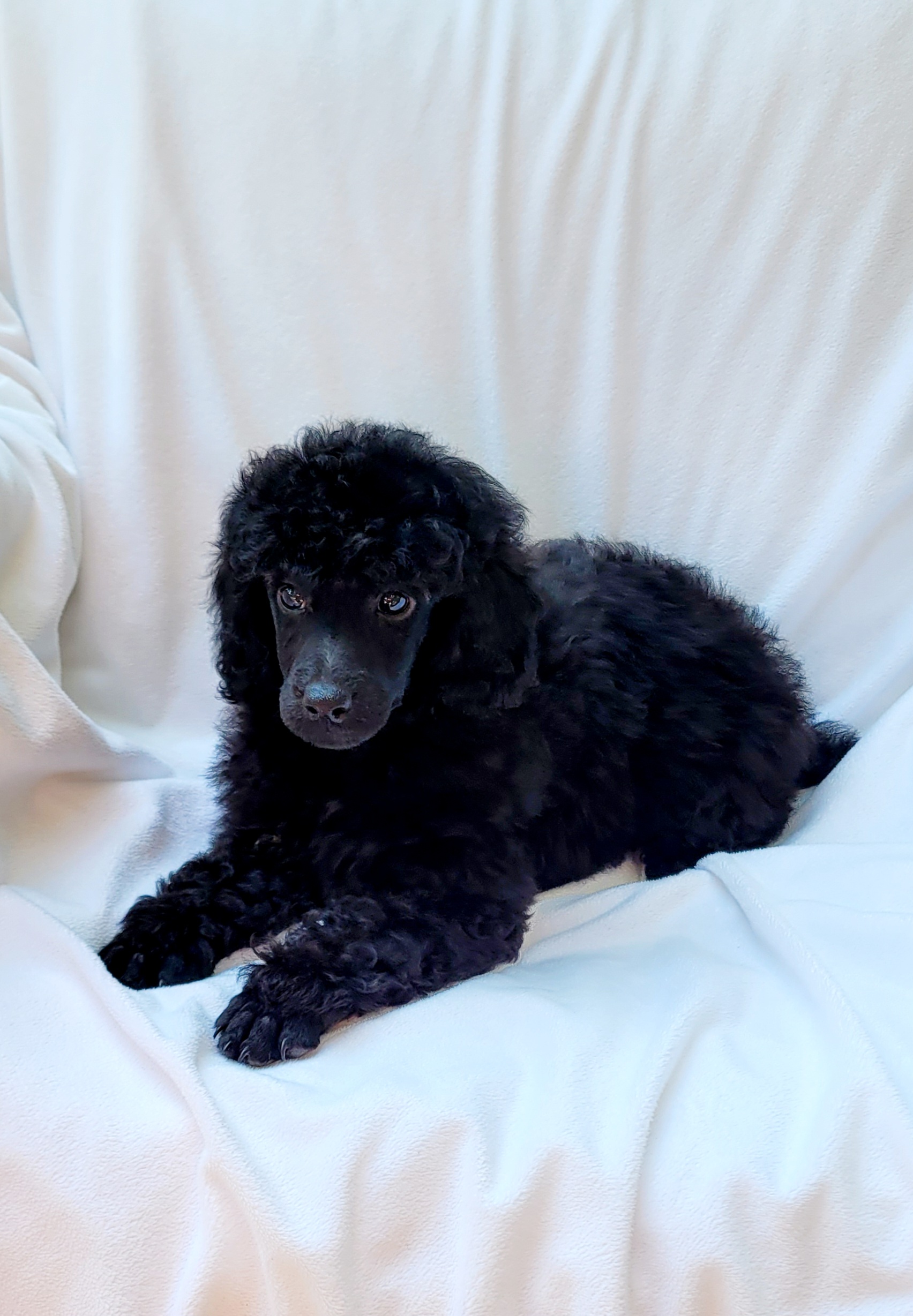 Poodles from Andronik Poodles